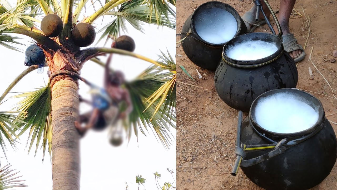 Madhya Pradesh: తాటి కల్లు తాగి ముగ్గురు మృతి, నలుగురి పరిస్థితి విషమం