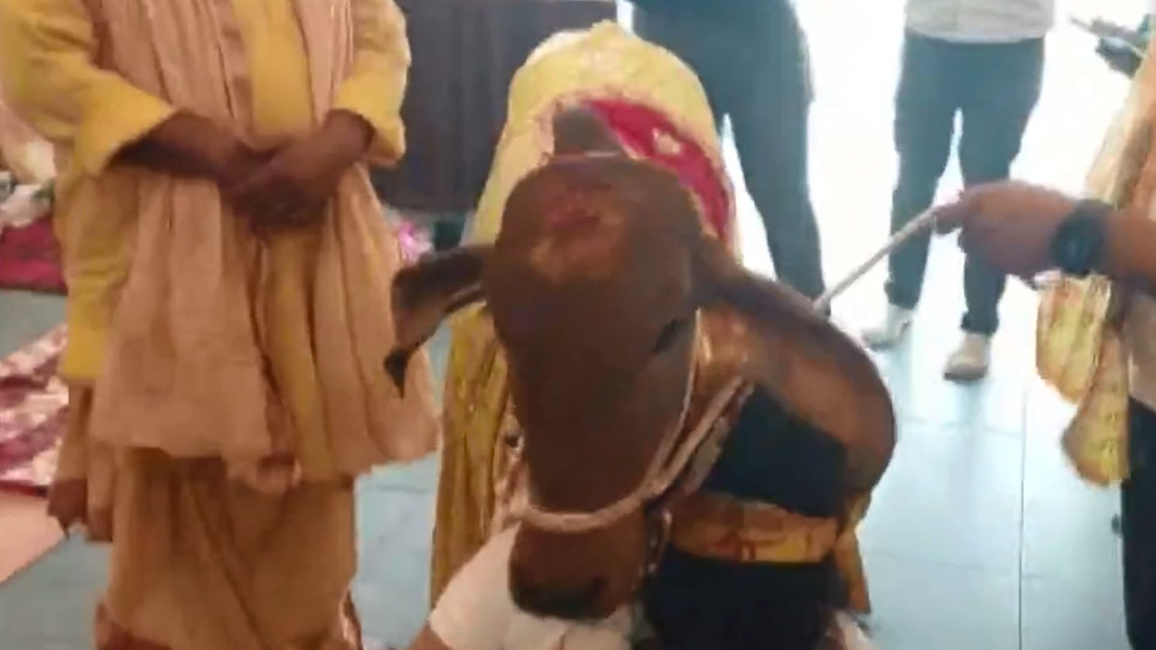 Viral Video: ముఖ్య అతిథిగా హాజరై రెస్టారెంట్ ప్రారంభించిన ఆవు