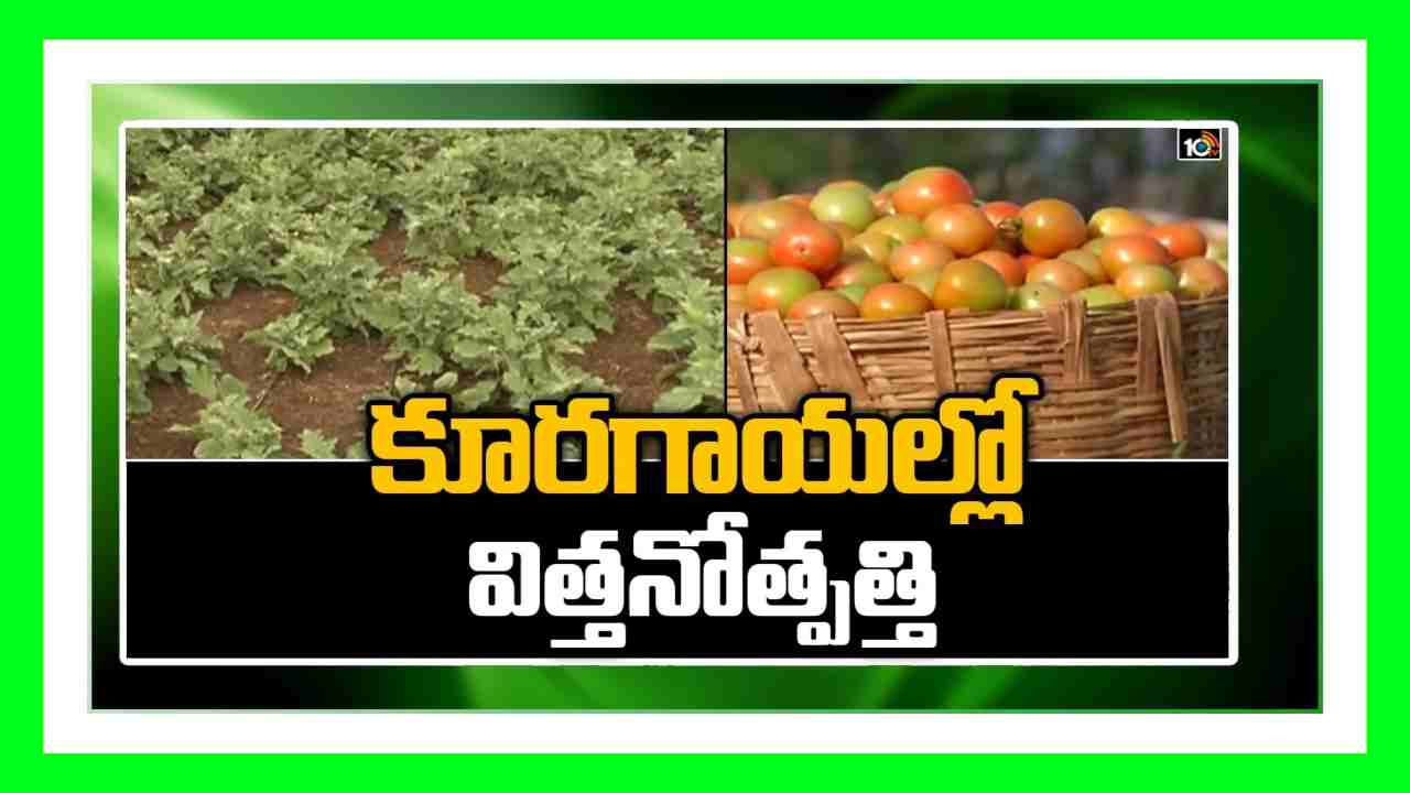 Vegetable Seeds Cultivation : రైతు స్థాయిలో కూరగాయల విత్తనోత్పత్తిలో మెళకువలు