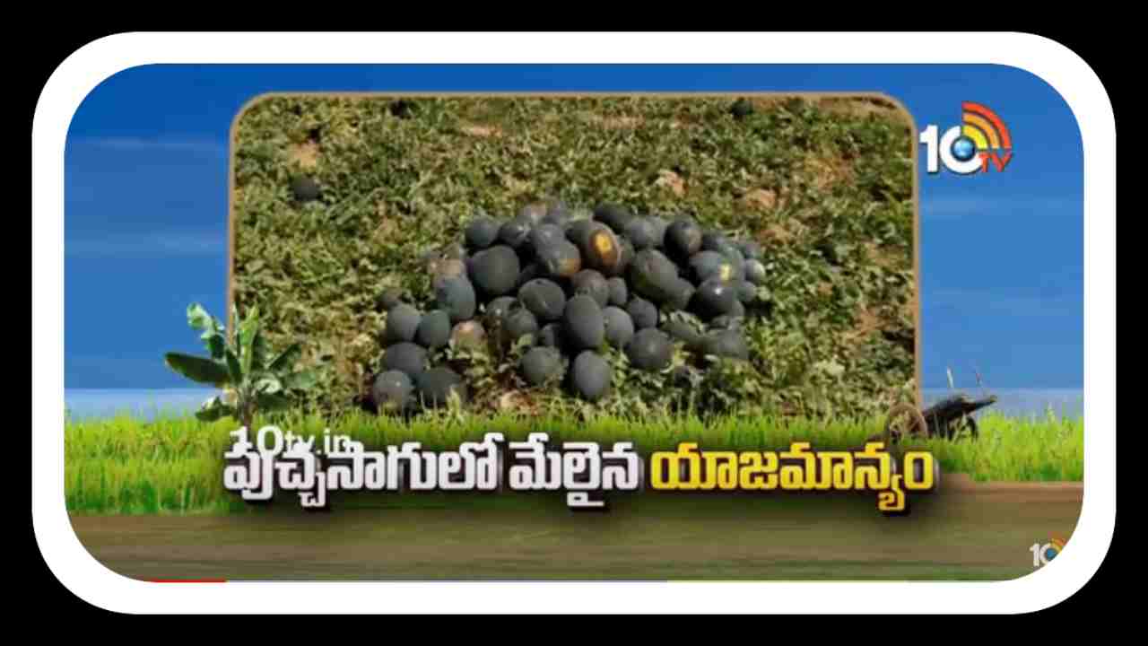 Watermelon Cultivation : పుచ్చసాగులో మేలైన యాజమాన్యం