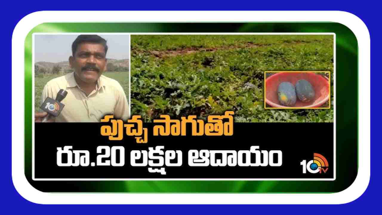 Cultivation of watermelon : 8 ఎకరాల్లో పుచ్చ సాగు.. ఏడాదికి రూ. 20 లక్షల ఆదాయం