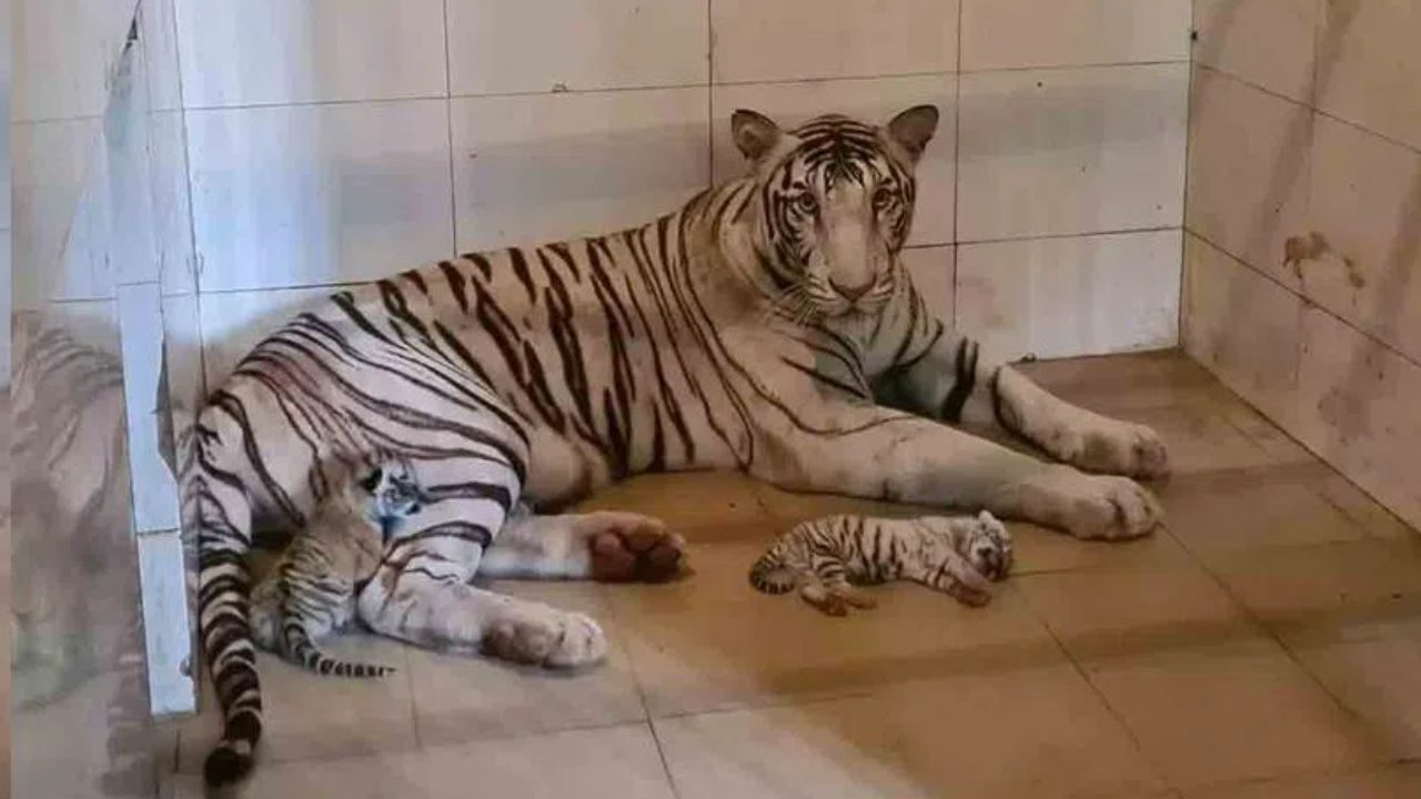 White Tigers : గ్వాలియర్ గాంధీ జూపార్క్ లో మూడు కూనలకు జన్మనిచ్చిన తెల్ల పులి