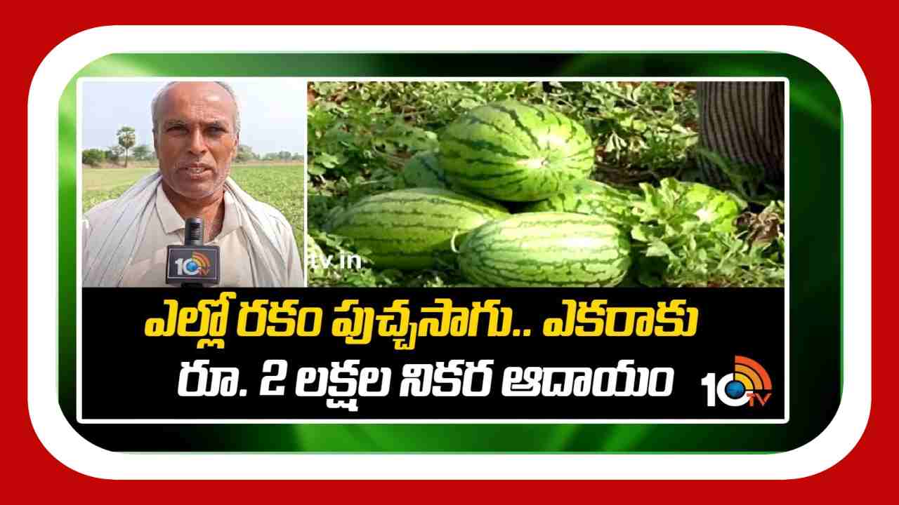 Watermelon Cultivation : ఎల్లో రకం పుచ్చసాగు.. ఎకరాకు రూ. 2 లక్షల నికర ఆదాయం