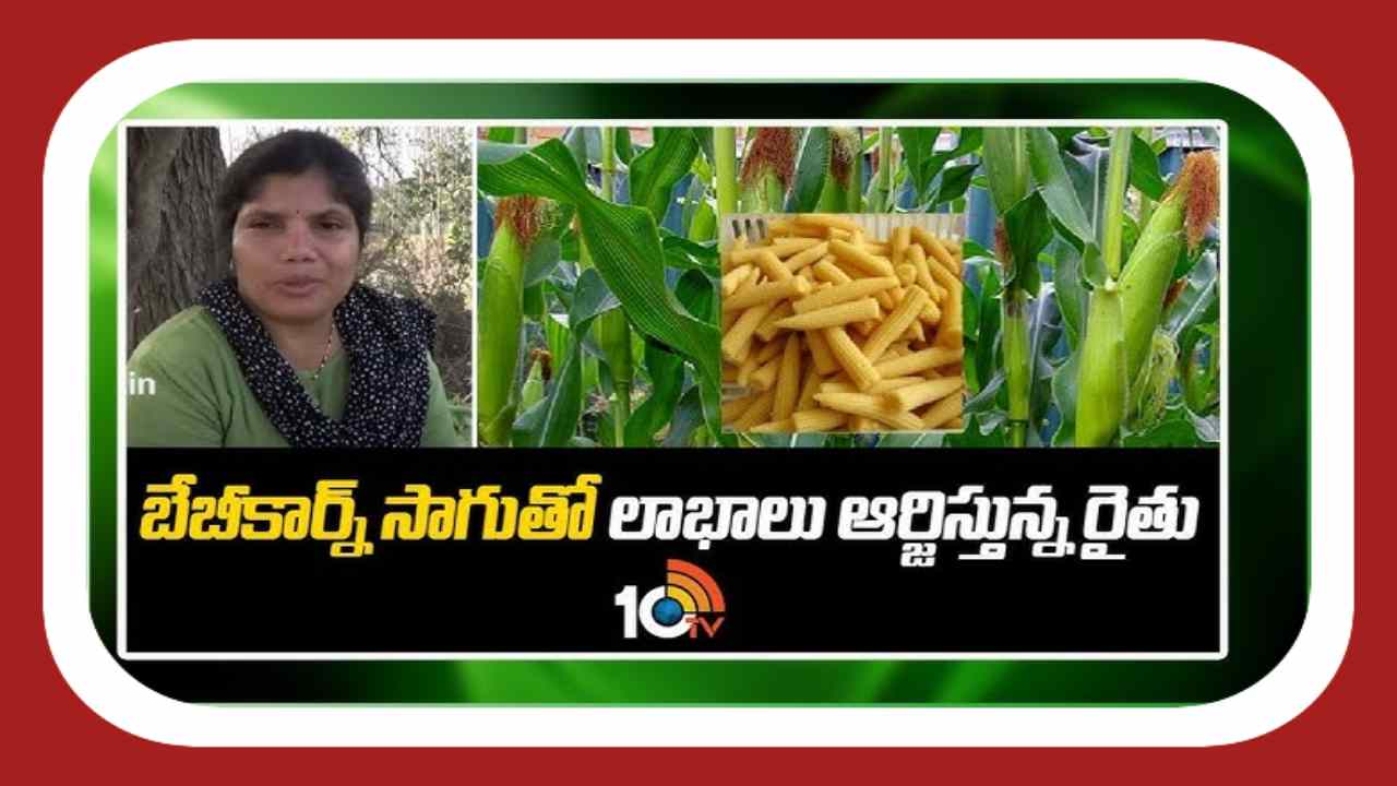 Baby Corn Cultivation : 2 ఎకరాల్లో బేబీకార్న్ సాగు.. 2 నెలలకు రూ. 1 లక్ష నికర ఆదాయం