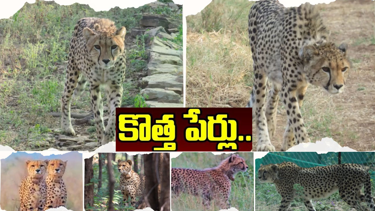 Cheetah Names: ప్రభాస్, పవన్, నభా, శౌర్య.. చీతాలకు భలే పేర్లు పెట్టారుగా!