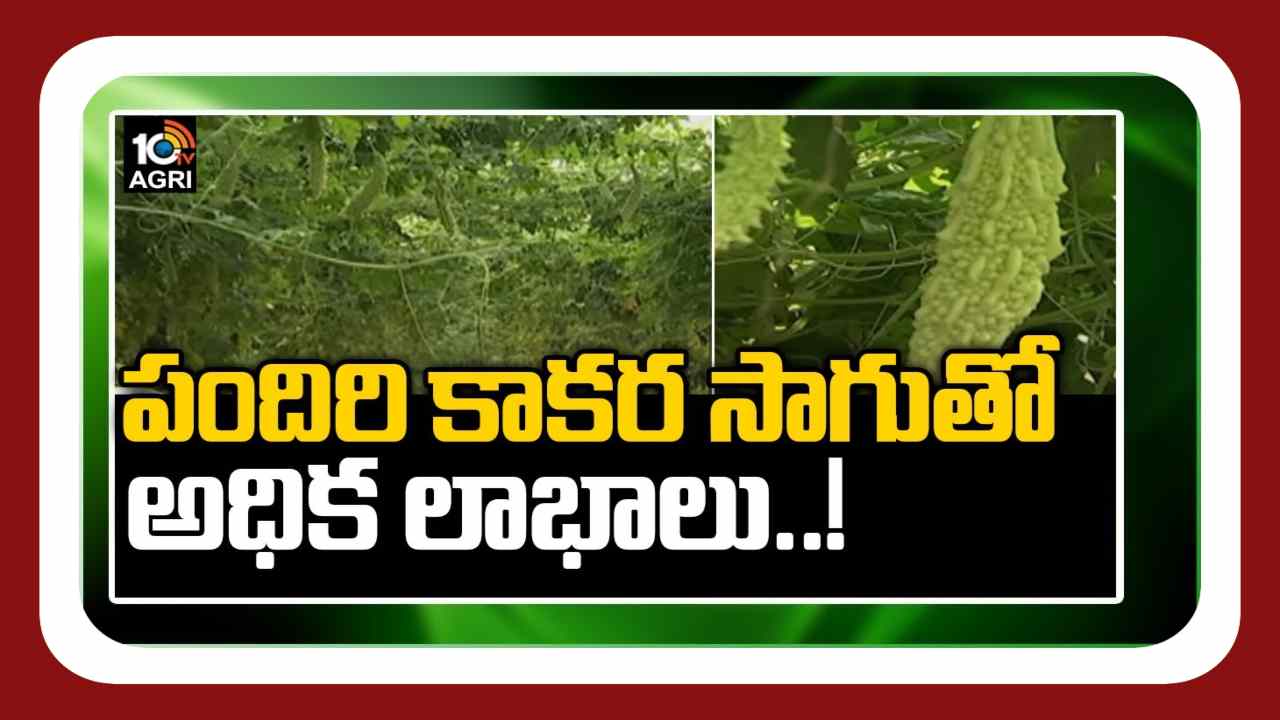 Kakara Sagu : శాశ్వత పందిర్లపై కాకర సాగు.. ఎకరాకు రూ. 80 వేల నికర ఆదాయం