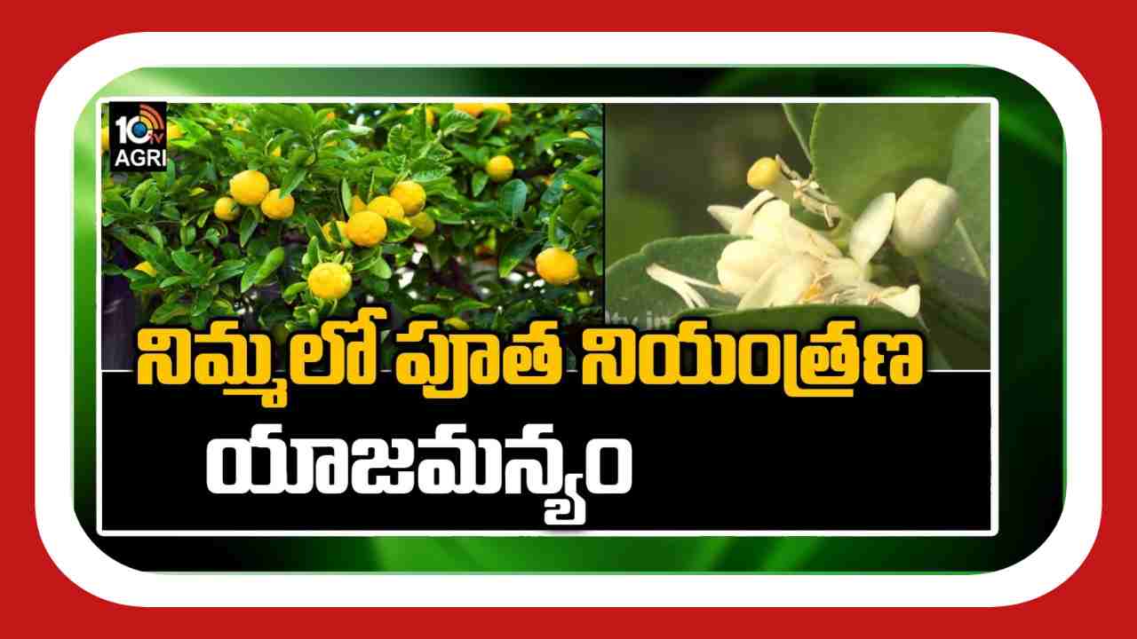 Tips For Growing Lemons : నిమ్మతోటల్లో పూత నియంత్రణ యాజమాన్యం.. అధిక దిగుబడులకు మేలైన సూచనలు