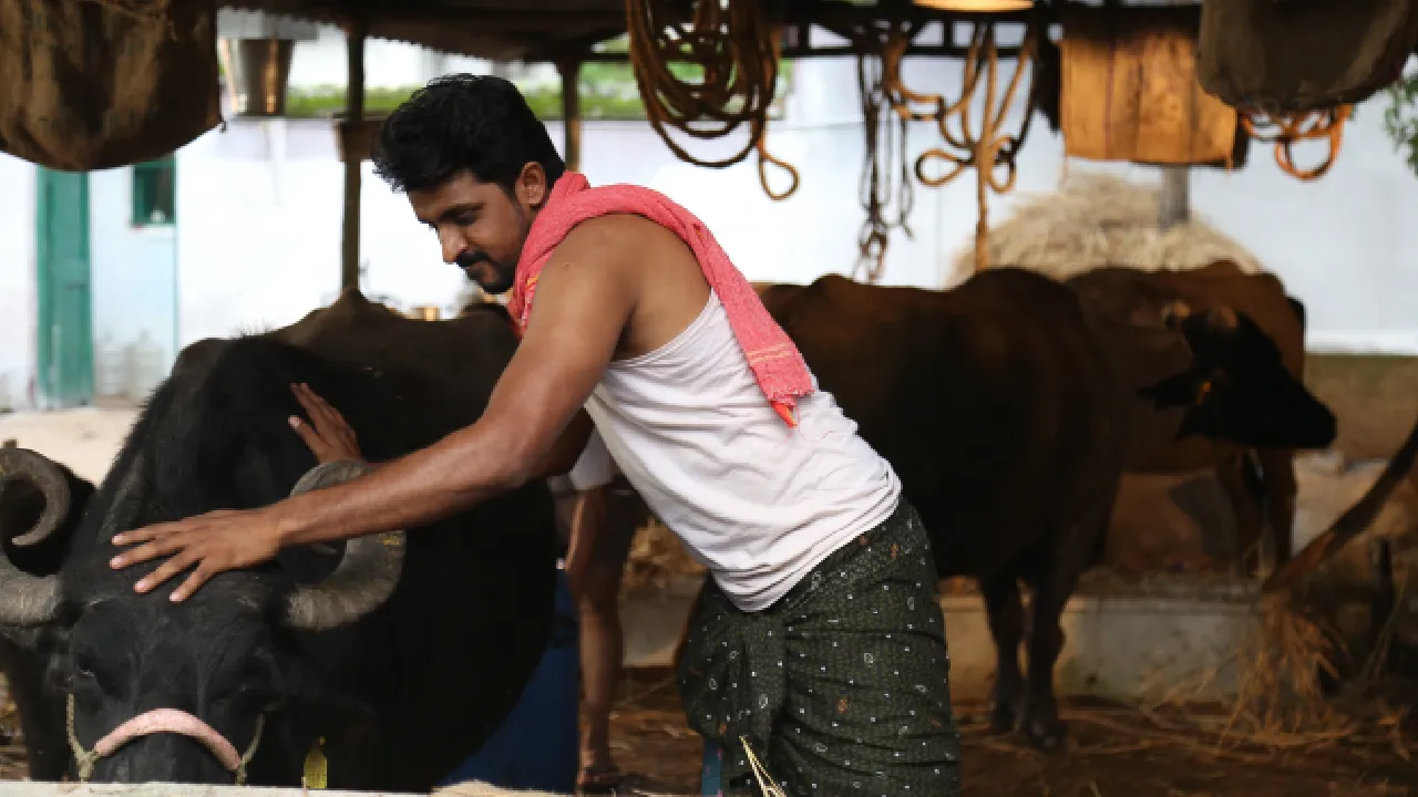 Save the tigers web series working stills