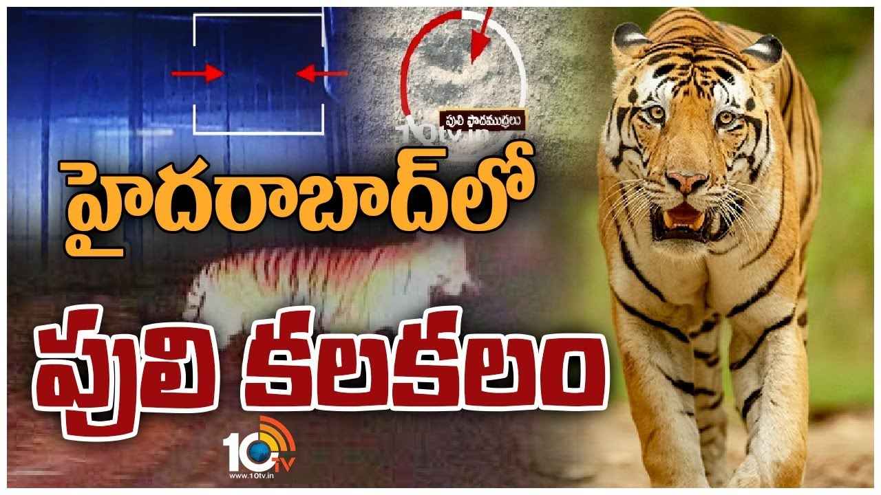 Tiger : హైదరాబాద్ పరిసరాల్లో పులి సంచారం
