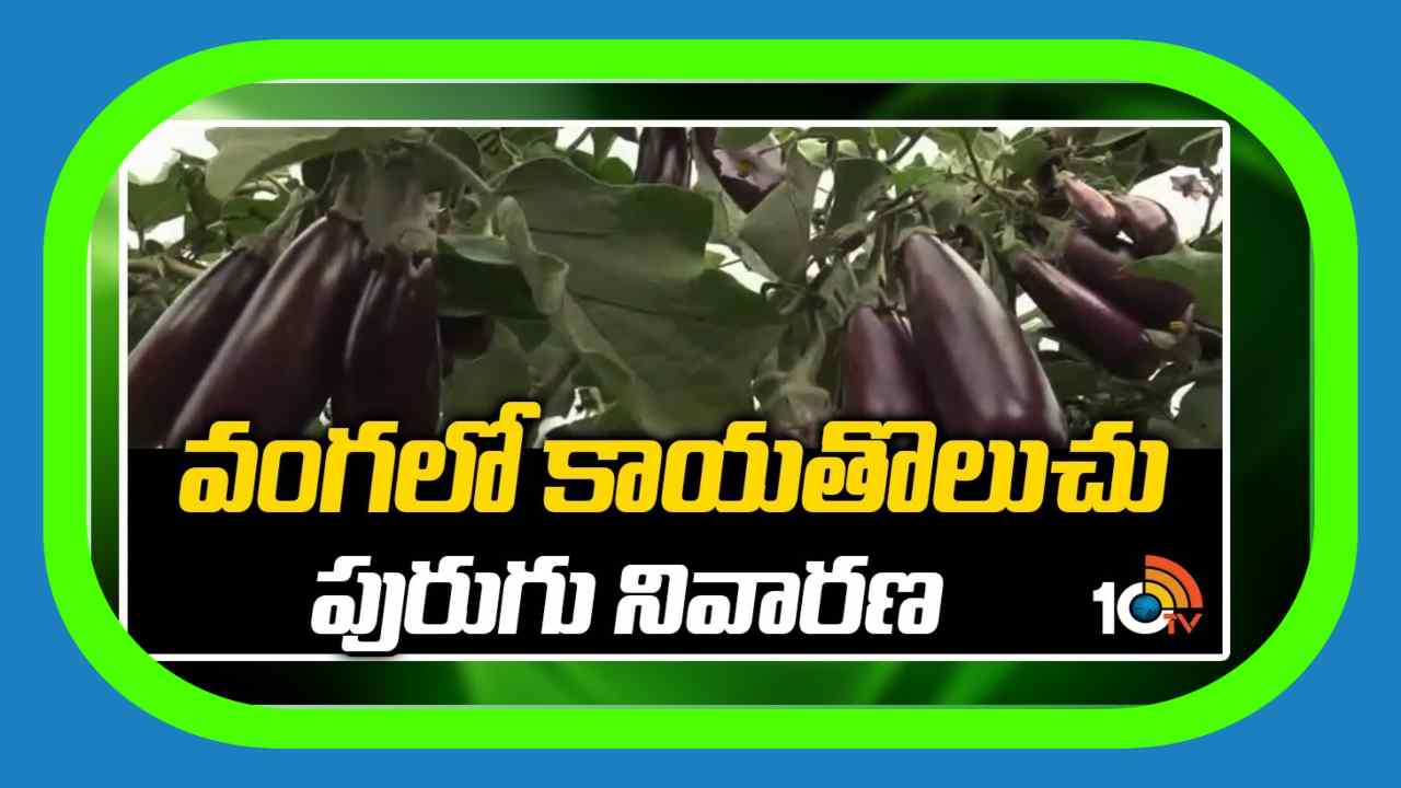 Brinjal Shoot Borer Control : వంగలో కాయతొలుచు పురుగు నివారణ