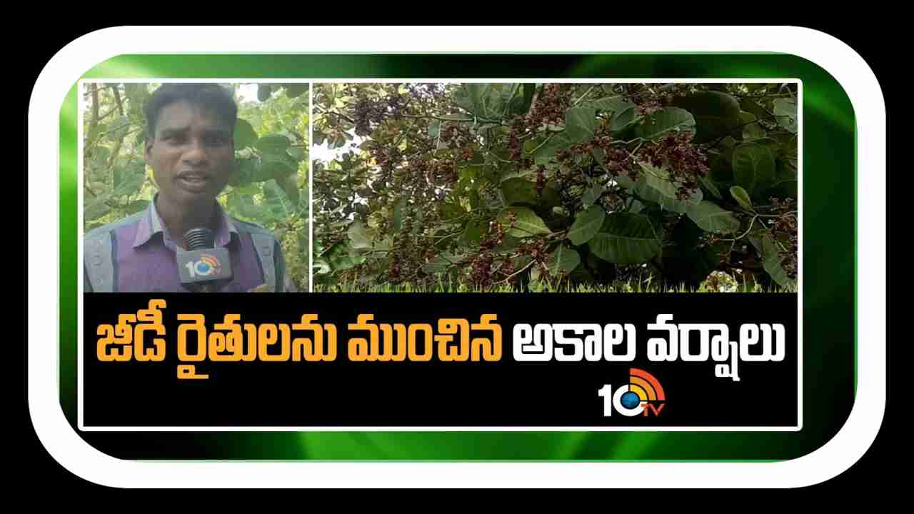 Cashew Cultivation : జీడి రైతులను ముంచిన అకాల వర్షాలు