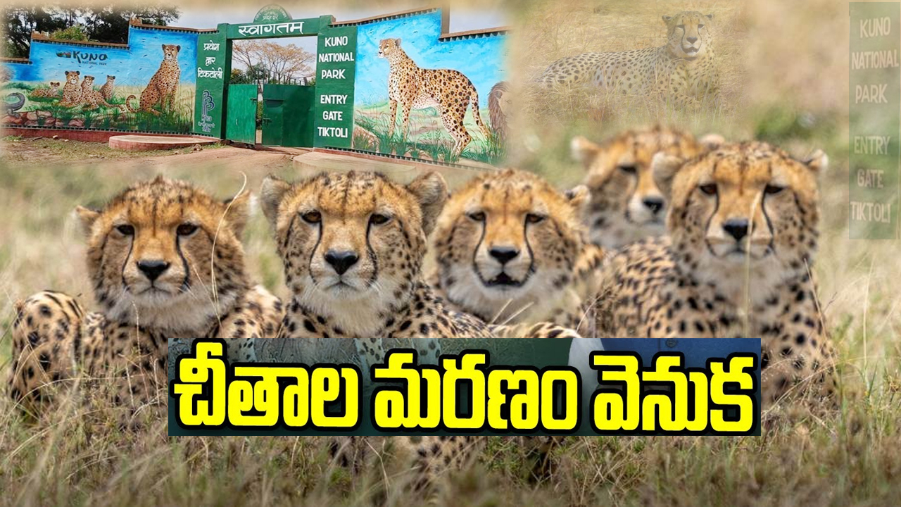 Cheetah Deaths : కునో నేషనల్‌ పార్కులో వరుసగా చీతాల మృతి.. చిరుతల మరణాలకు కారణమేంటి?