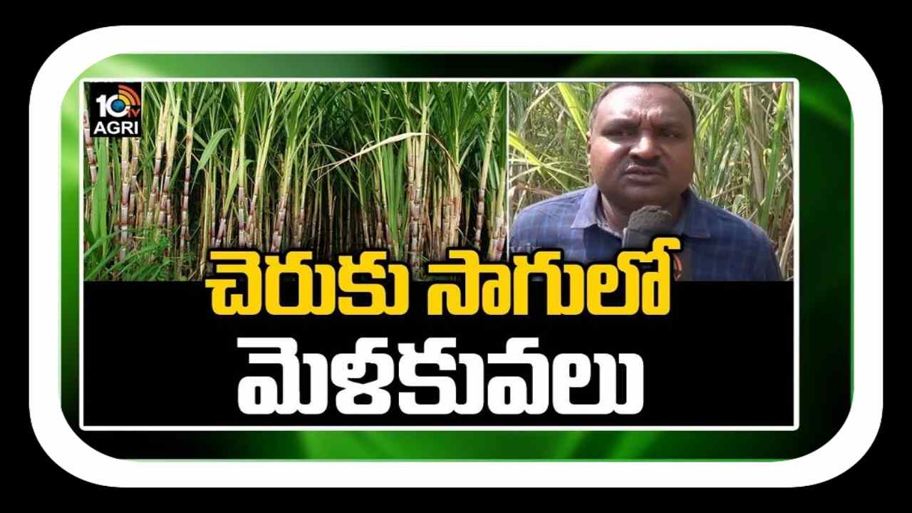Sugarcane Cultivation : చెరకు సాగులో మెళకువలు