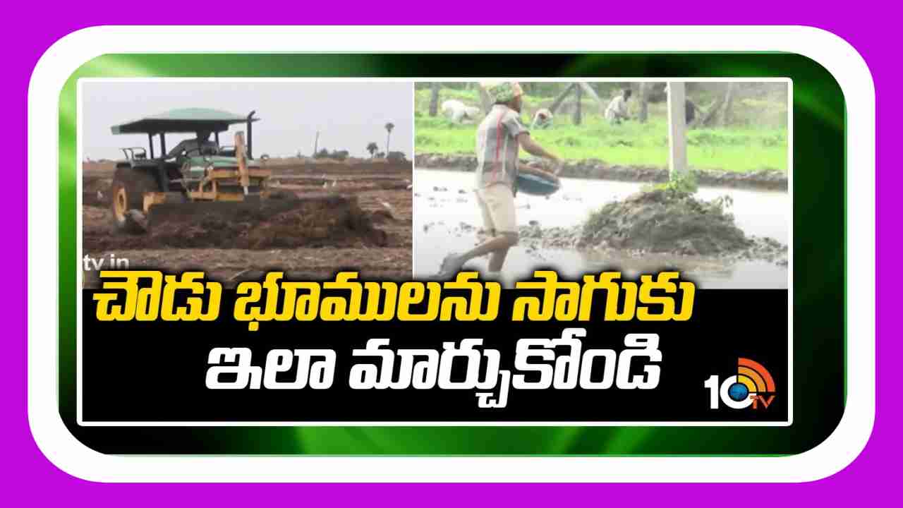 Convert fallow lands : చౌడు భూముల పునరుద్ధరణ.. జిప్సమ్, పచ్చిరొట్ట ఎరువులతో చౌడు నివారణ