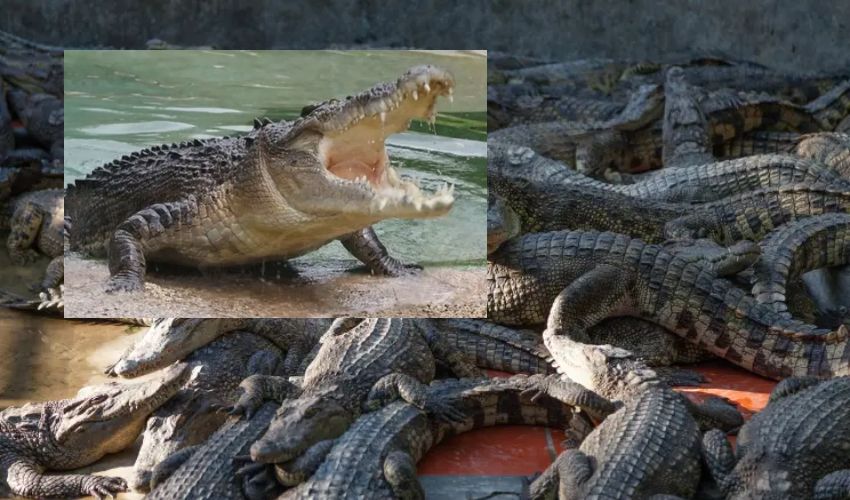 Crocodiles Attack 72 years Man : 72 ఏళ్ల వృద్ధుడిపై 40 మొసళ్లు మూకుమ్మడి దాడి .. క్రూరంగా చంపి తినేసిన దారుణం
