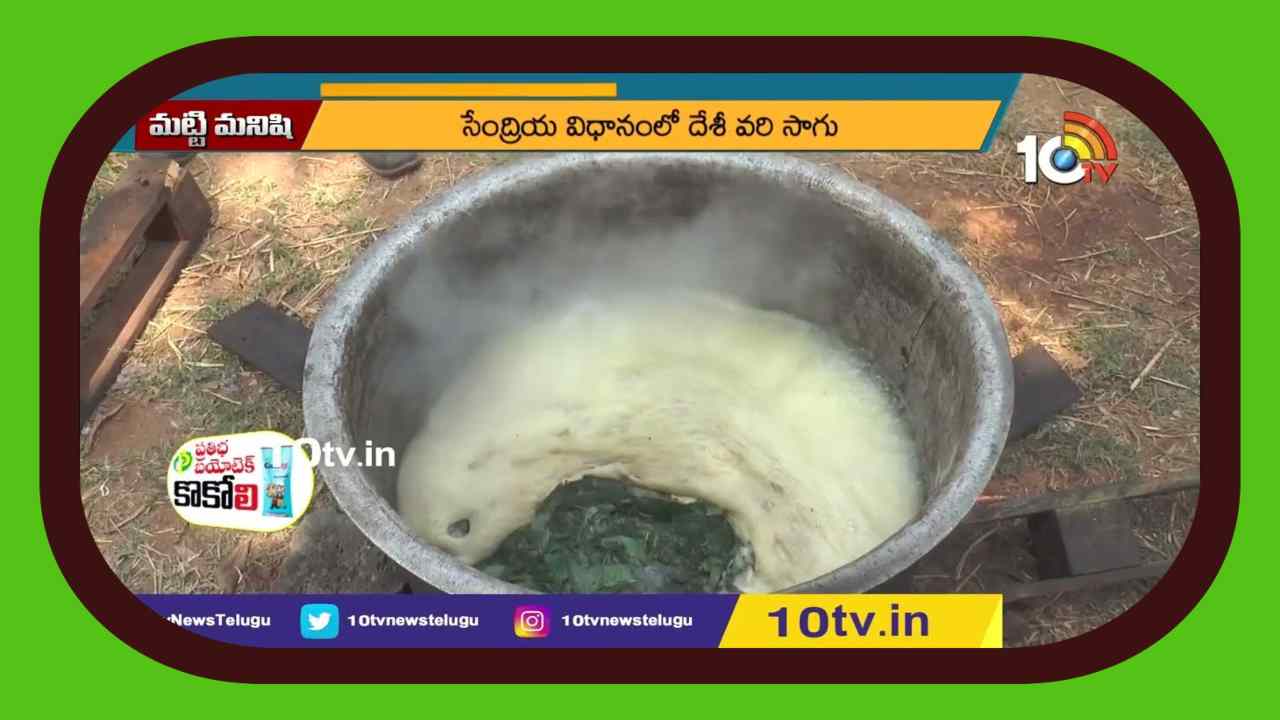 Cultivation Of Indigenous Rice : సేంద్రియ విధానంలో దేశీ వరి సాగు