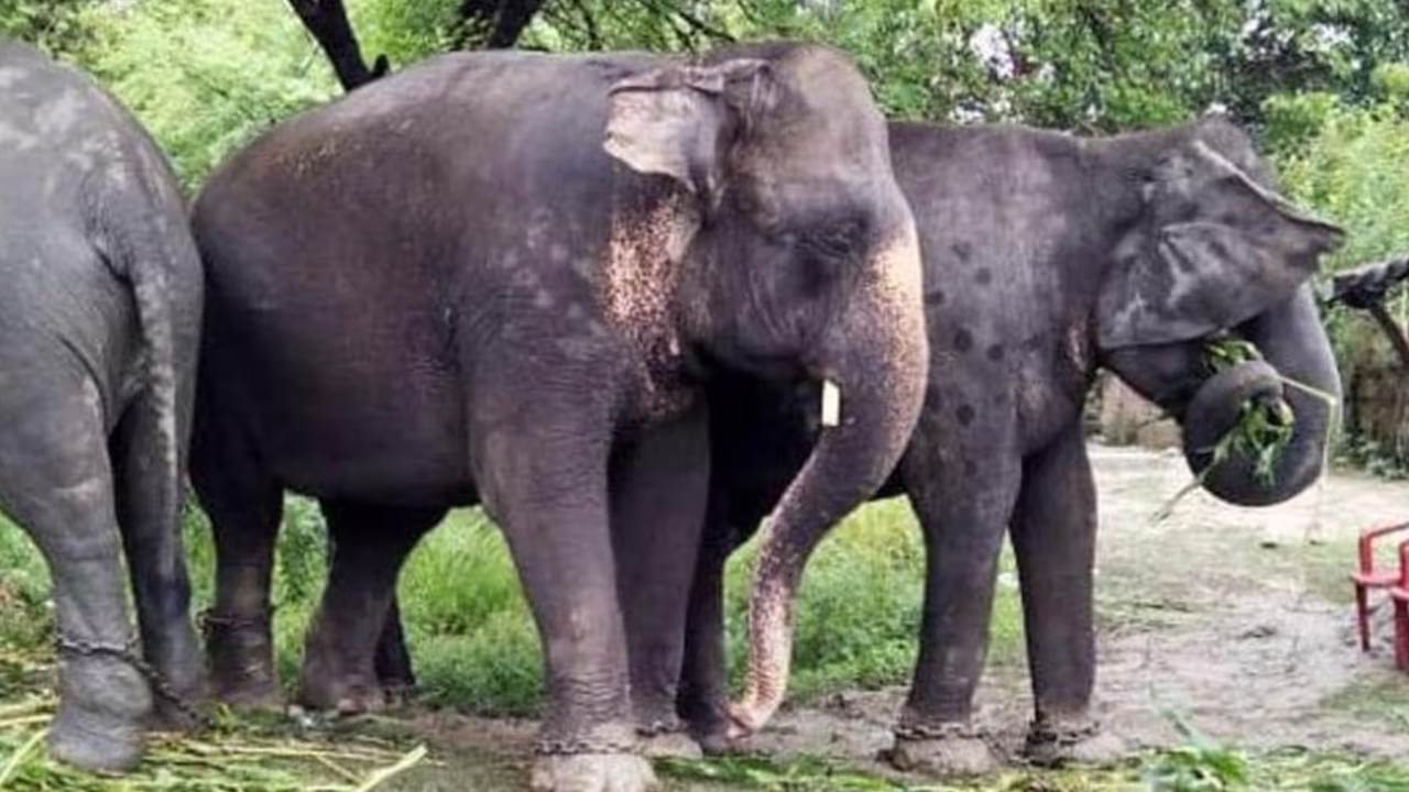 Elephants Attack : కుప్పంలో ఏనుగుల దాడిలో ఒకే రోజు ఇద్దరు మృతి
