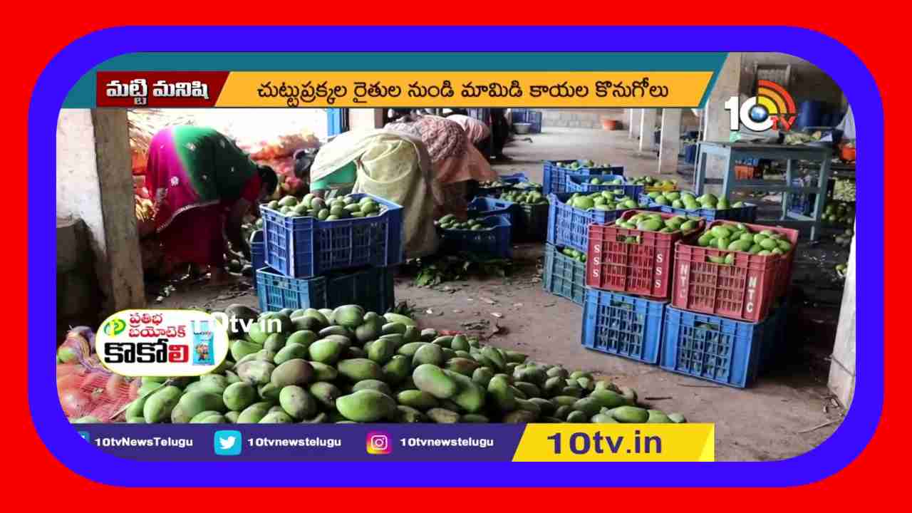 Mango Slices : మామిడికాయ ముక్కల ఎగుమతితో అధిక లాభాలు ఆర్జిస్తున్న రైతులు