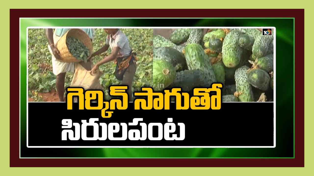Gherkin Cultivation : గెర్కిన్స్ సాగు.. లక్షల్లో ఆదాయం