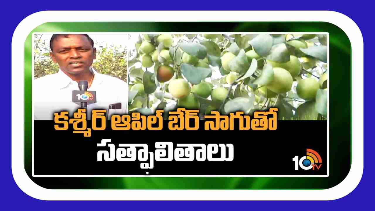 Apple Ber Cultivation : సంప్రదాయ పంటల స్థానంలో కాశ్మీర్ యాపిల్ బేర్ సాగు