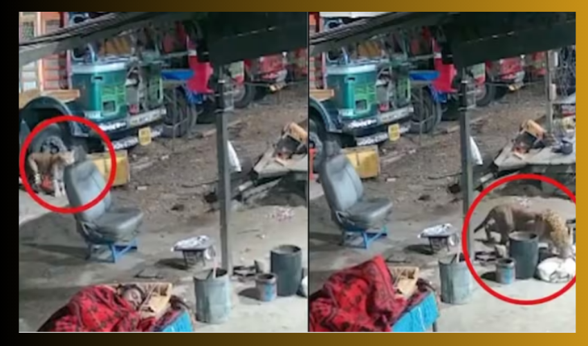 Leopard Attacks Dog : ఓర్నాయనో .. చావు పక్కకొచ్చి పలకరించిపోయింది భయ్యా..