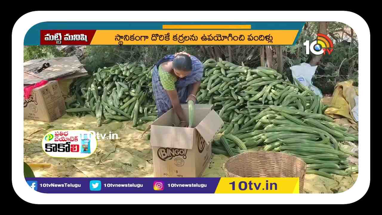 Luffa Cultivation : బీరసాగుతో లాభల పంట