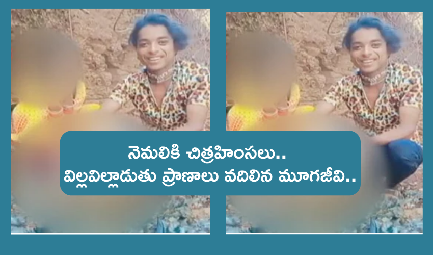 Madhya Pradesh : జాతీయ పక్షి నెమలిని హింసించి చంపిన యువకుడు .. కఠినంగా శిక్షించాలని డిమాండ్