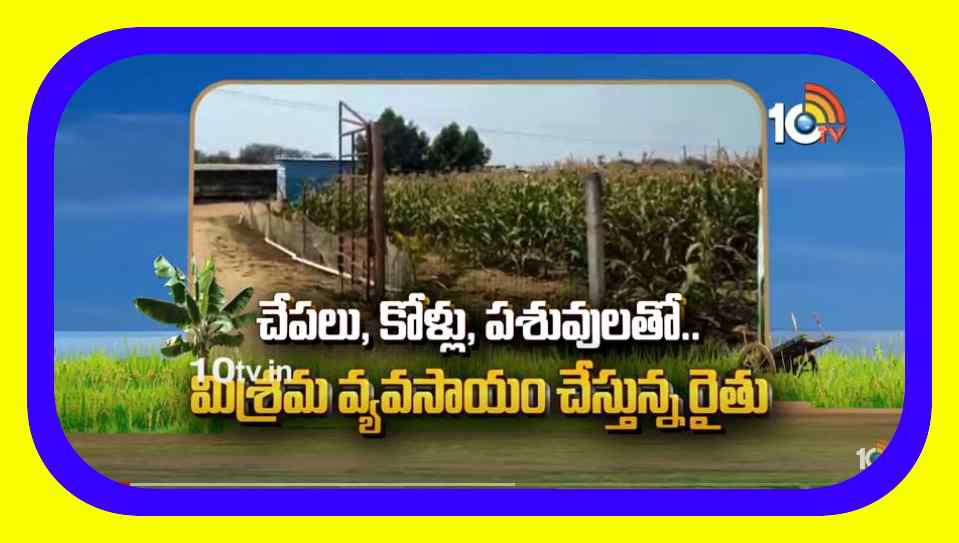 Mixed Farming : చేపలు, కోళ్లు, పశువులతో.. మిశ్రమ వ్యవసాయం చేస్తున్న రైతు