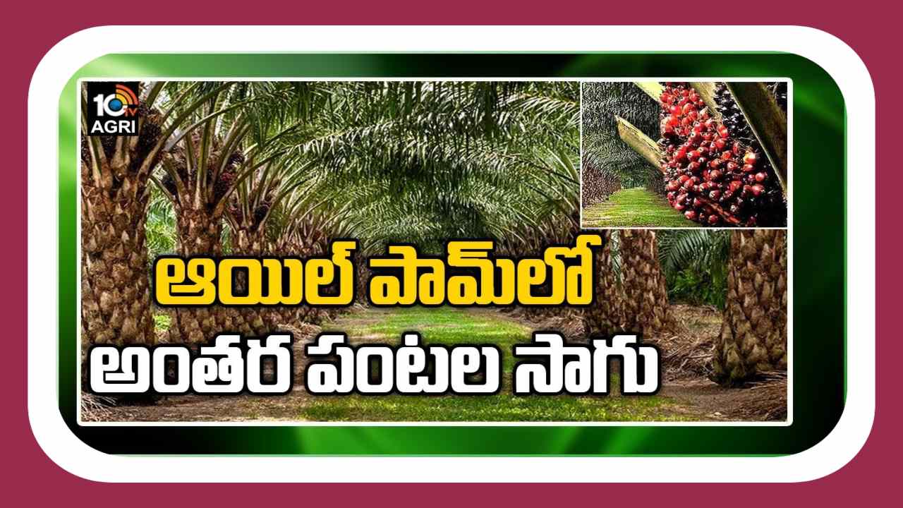Multi Cropping In Oil Plam : ఆయిల్ పామ్ లో అంతరపంటగా కోకో, వక్కసాగు