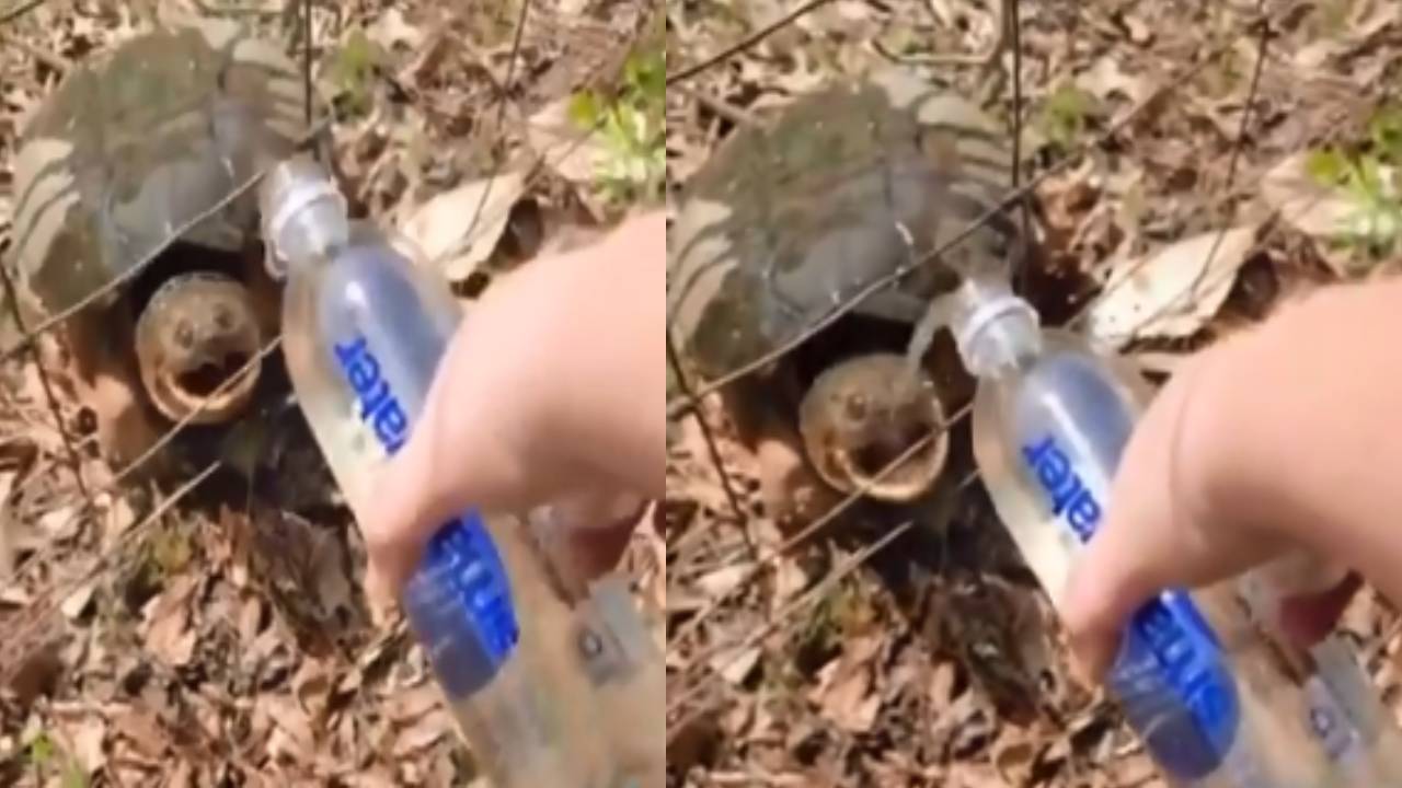 Turtle attack on woman : మహిళపైకి భయంకరంగా దాడి చేసిన తాబేలు