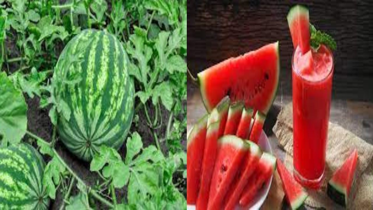watermelon : పుచ్చకాయ తిన్న తర్వాత ఈ మూడు అస్సలు తినకండి
