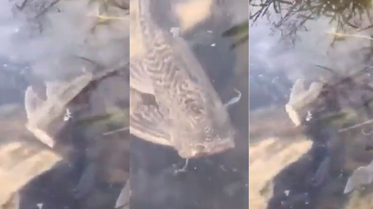 Headless Fish : తల లేని చేప చెరువులో ఈత కొడుతోంది