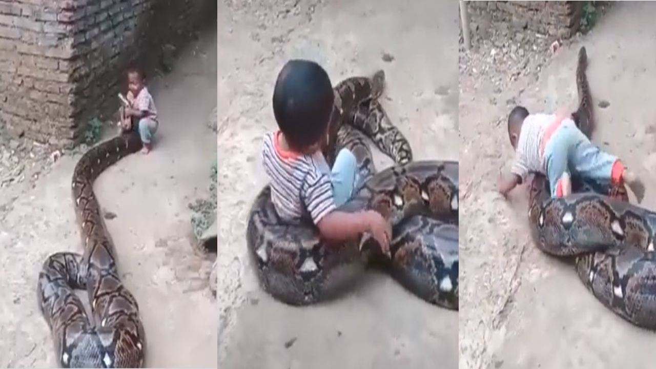 Boy playing with a python :  కొండచిలువతో ఆడుకుంటున్న పసివాడు.. పేరెంట్స్‌ని తిట్టిపోస్తున్న జనం