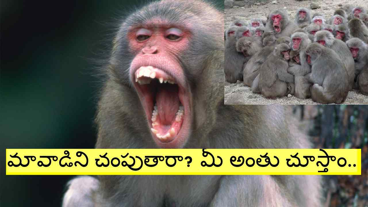 Mancherial: కోతి మృతి చెందిందని.. ఆ ఊర్లో రచ్చ రచ్చ చేస్తున్న వానరాల గుంపు