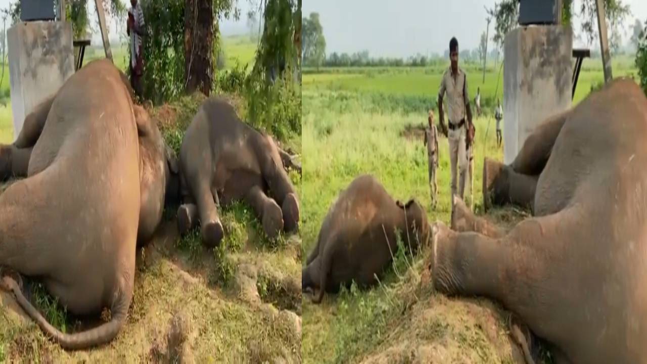 Parvathipuram District : కాట్రగడ్డలో విషాదం.. కరెంట్ షాక్‌తో 4 ఏనుగులు మృతి