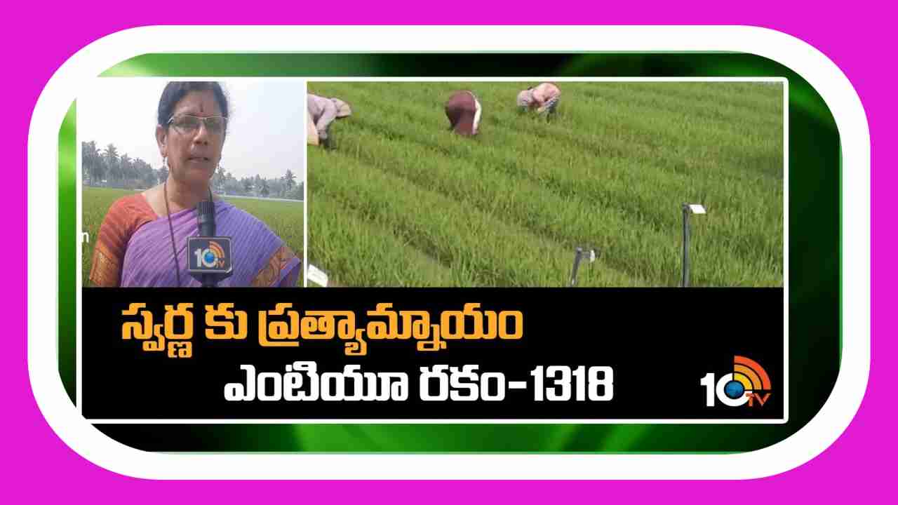 New Variety Of Rice : గోదావరి జిల్లా రైతులకు మరో కొత్త వరి వంగడం.. స్వర్ణకు ప్రత్యామ్నాయ రకం ఎంటియు1318