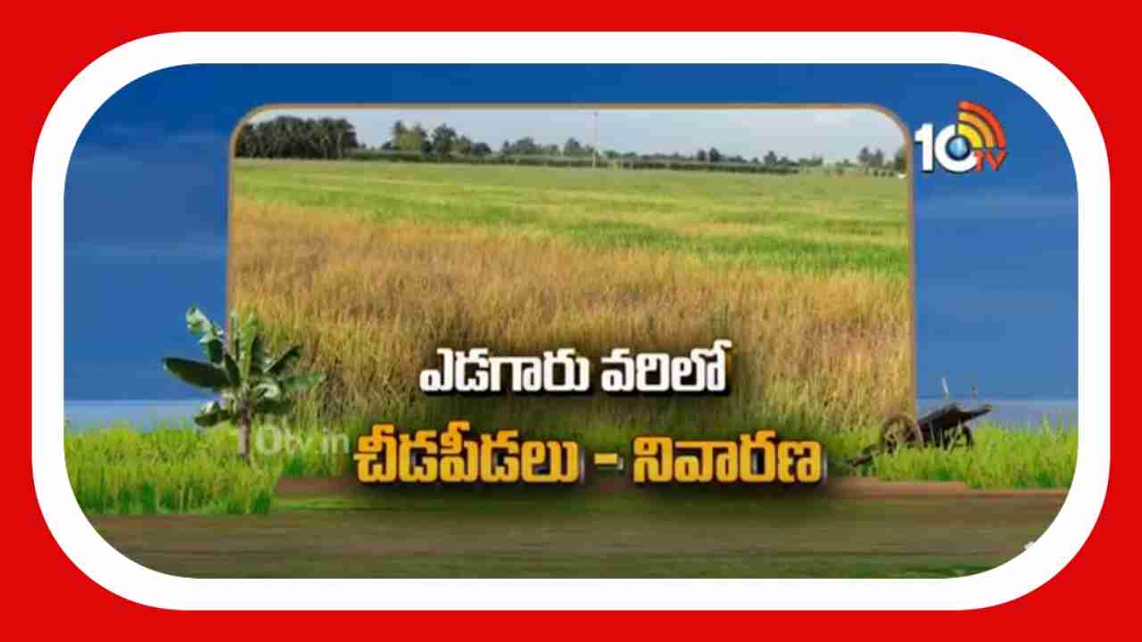 Pest Control In Paddy : ఎడగారు వరిలో పొట్టకుళ్లు  పొడ తెగులు.. నివారణకు శాస్త్రవేత్తల సూచనలు