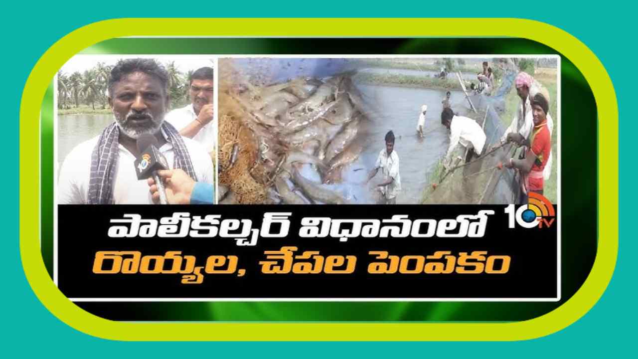 Polyculture System : పాలీకల్చర్ విధానంలో రొయ్యలు, చేపల పెంపకం