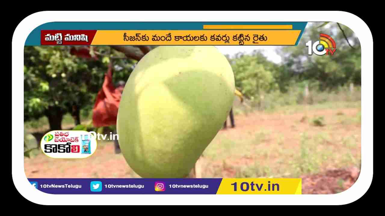 Mango Fruit Covers : నాణ్యమైన దిగుబడి కోసం మామిడికి కవర్ తో రక్షణ