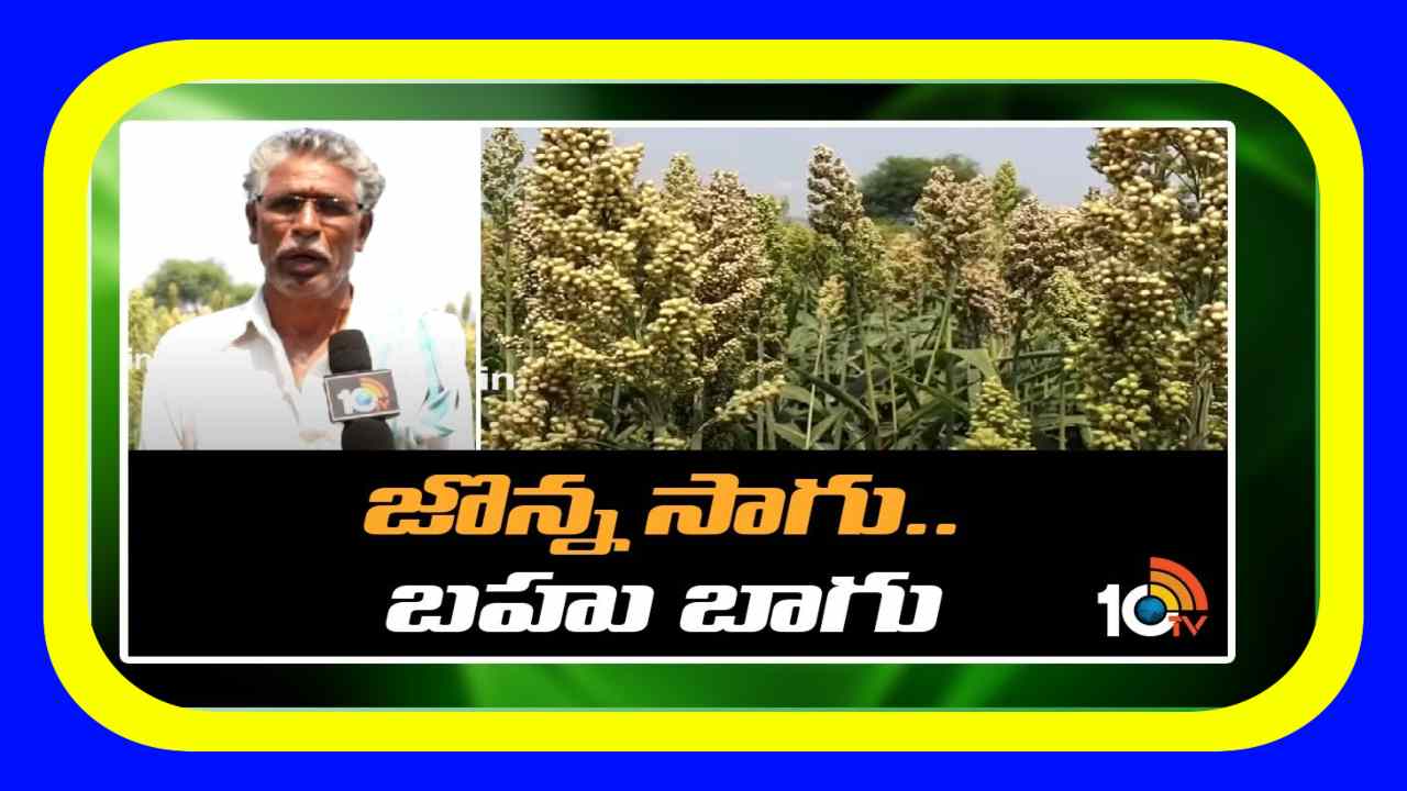 Sorghum Cultivation : జొన్న సాగు.. బహు బాగు
