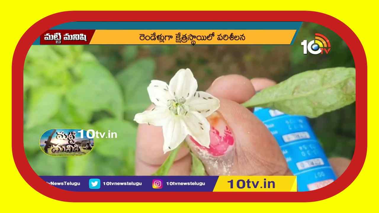 Tamara Purugu Disease : తామర పురుగులను తట్టుకునే మిరప రకం