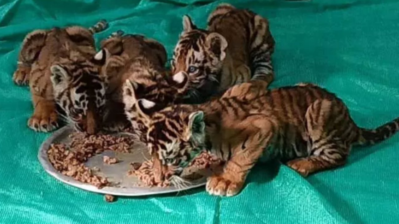 Tirupati Zoo Park: తిరుపతి జూ పార్క్‌లో విషాదం.. జంతు ప్రేమికుల ఆవేదన