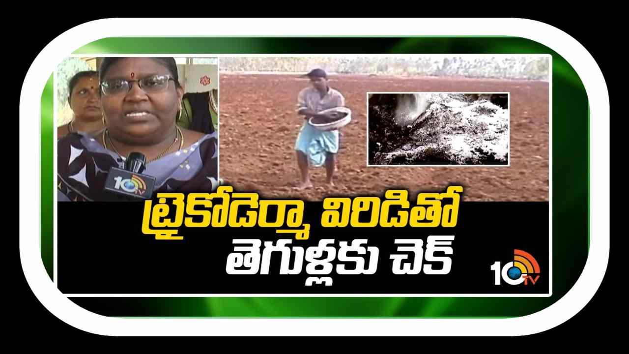 Trichoderma viride : ట్రైకోడెర్మా విరిడె తో తెగుళ్ల నివారణ