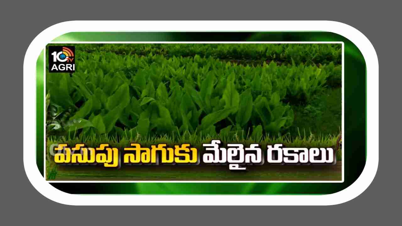Turmeric Crop Cultivation : మేలైన పసుపు రకాలు.. సాగు యాజమాన్యం