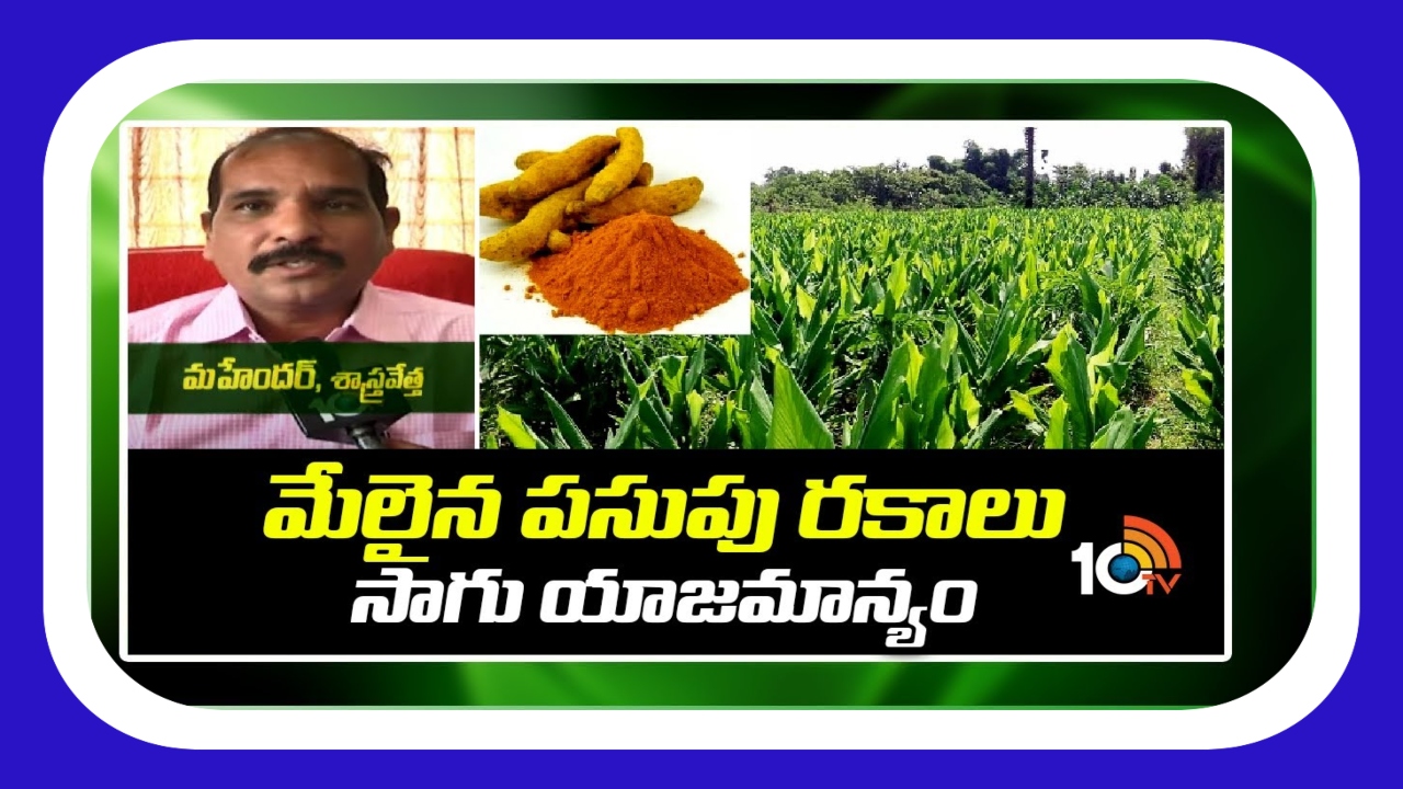 Turmeric Crop Cultivation : మేలైన పసుపు రకాలు.. సాగు యాజమాన్యం