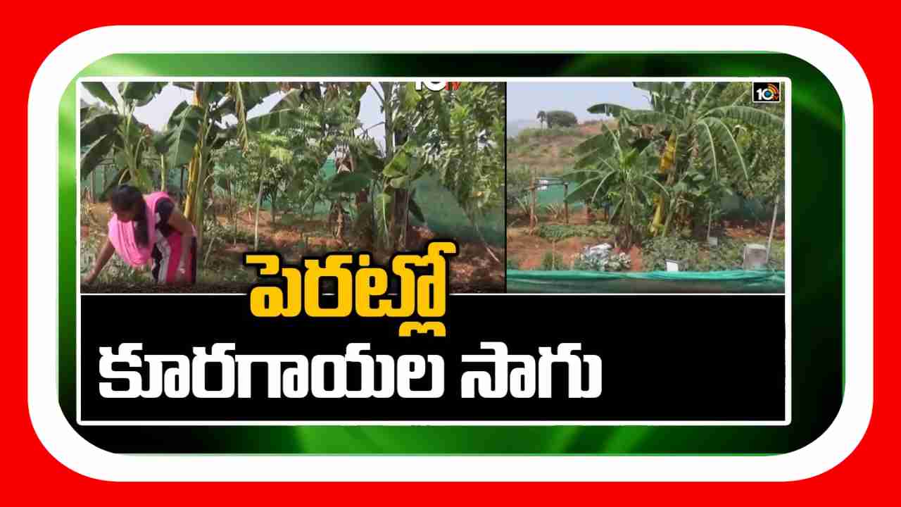 Vegetable Cultivation : పెరటితోటలతో ఏడాది పొడవునా కూరగాయల లభ్యత