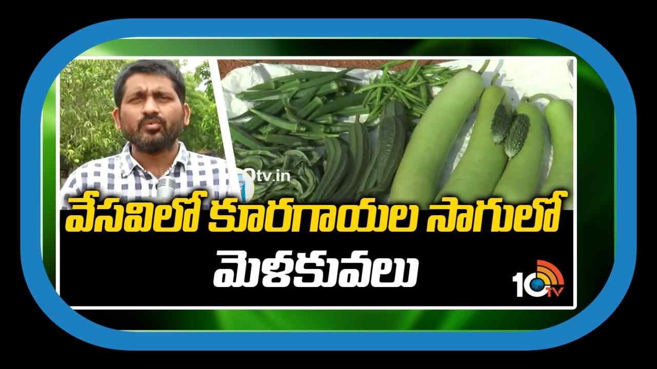 Vegetable Farming : వేసవిలో కూరగాయల సాగు.. అధిక దిగుబడుల కోసం చేపట్టాల్సిన యాజమాన్యం