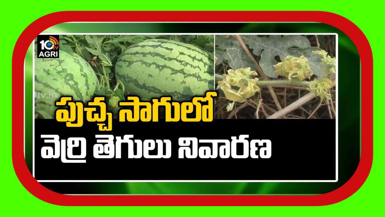 Watermelon Crop Cultivation : పుచ్చతోటల్లో ఉధృతంగావెర్రితెగులు.. అధిగమించేందుకు శాస్త్రవేత్తల సూచనలు