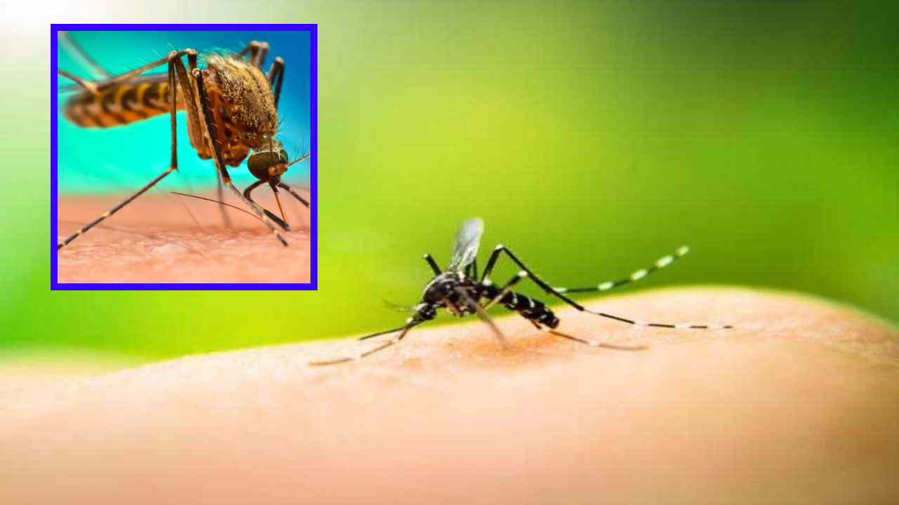 Mosquitoes : వేసవిలో దోమలను దూరంగా ఉంచటంలో సహాయపడే ఉత్తమ చిట్కాలు !