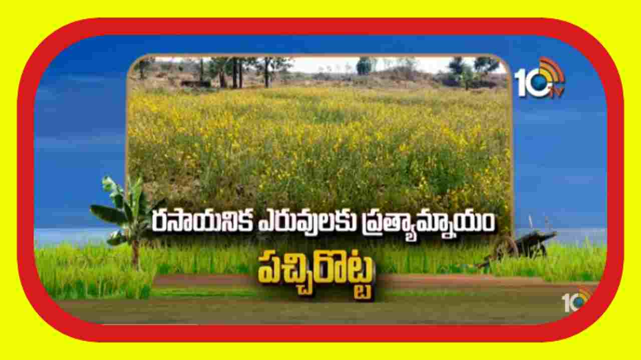 Alternative Fertilizers : రసాయన ఎరువులకు ప్రత్యామ్నాయం పచ్చిరొట్ట పైర్లు